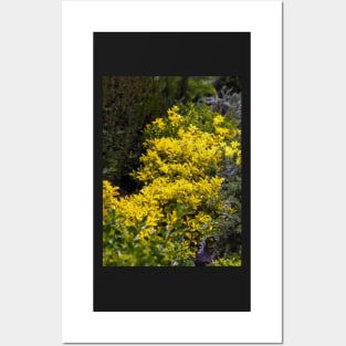 Golden euonymus shrub Posters and Art